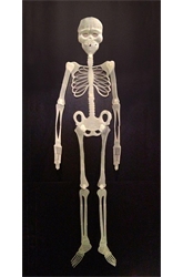 Флуоресцентный скелет